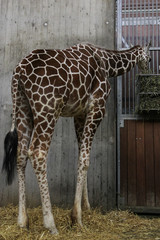 Giraffe eating in the zoo