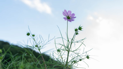 秋の空とコスモス