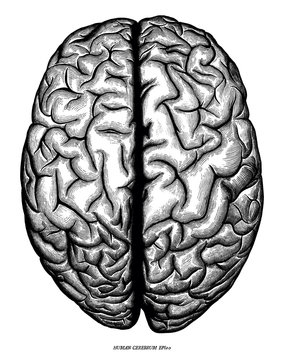 Human cerebrum top view hand draw engraving vintage clip art isolated on white background