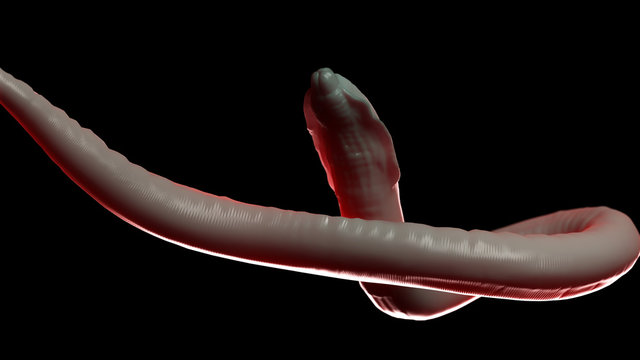 3d rendered medically accurate illustration of a roundworm