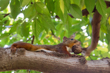 大きなくるみをくわえたリス
