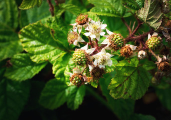 flowering and fruit unripe blackberries