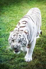 Fototapeta premium Full body of an angry white tiger roaring on the green grass.