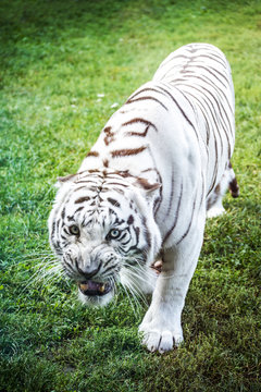 Full body of an angry white tiger roaring on the green grass.