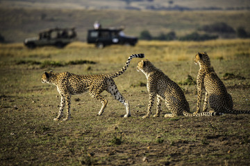 Cheetah family surveying the landscape for prey on the savannah grasslands, oblivious to safari vehicles  in the distance. Maasai Mara, Africa. 