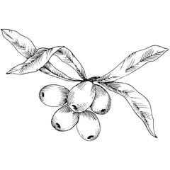Obraz premium Hippophae plant vector icon on white background. Vector flower for background, texture, wrapper pattern, frame or border.