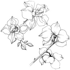 Vector orchid flower. Floral botanical flower. Isolated illustration element. Aquarelle wildflower for background, texture, wrapper pattern, frame or border.