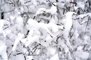 Snow covered branches in winter forest