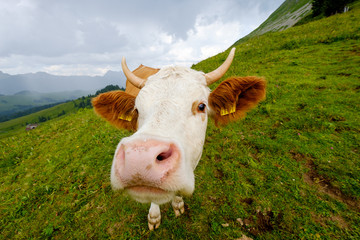 Fototapeta na wymiar Funny portrait of a cow muzzle close-up on an alpine meadow in Switzerland
