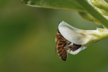 Bee in Flower Gathering Pollen - Macro