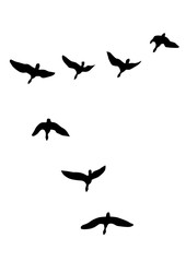 Wild duck flight in sky on white background