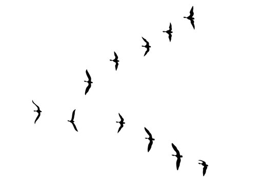 Wild duck flight in sky on white background