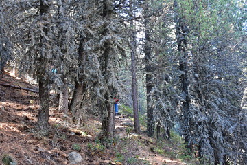 lichened trees in the mountains of italy 