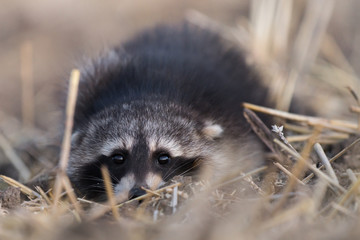 Wascgbär