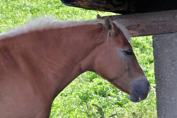foal haflinger in the mountains of italy 
