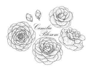 Camelia blossom set2