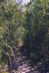 Hiking pathway between cane thicket near the beach of Balzi Rossi in Ventimiglia in Italian Riviera