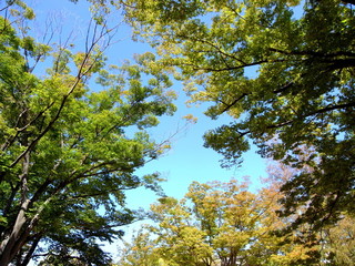 Fototapeta premium 秋の公園の欅