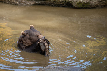 Fototapeta premium Brown bear is eating in the water in Bayerischer Wald National Park, Germany