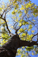 Fototapeta na wymiar Looking up to the fresh green leaves of a jacaranda tree
