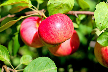 Red appetizing apples hang on the branches of an apple tree.