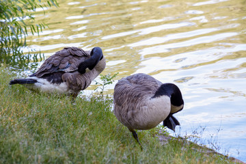 two wild geese pruning by a pond in a park