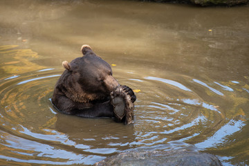 Brown bear is eating in the water in Bayerischer Wald National Park, Germany
