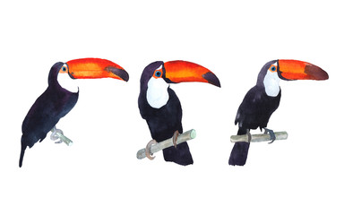 Watercolor illustration on white background . Toucans on brunch. Hand drawn sketch. © Milana