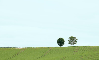 Fototapeta na wymiar 北海道　美瑛の丘　ゆるやかな斜面の畑と２本の木
