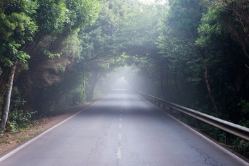 Tenerife, Canary Islands, Spain - September 30, 2018: foggy road in Anaga forest, in Tenerife island.