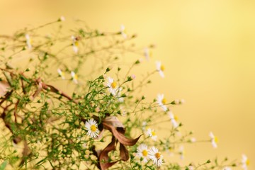 Small flowers growing along the banks of the river