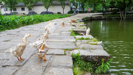 Gänse in einem Dorf in China © Barbara Essl