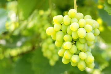 Bunch of grapes against a background of green foliage