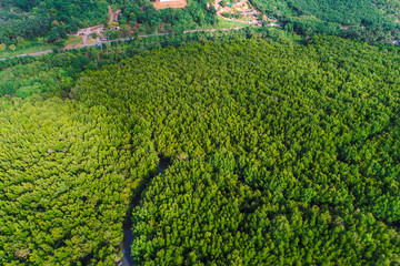 Green mangrove ecology rainforest jungle of nature landscape