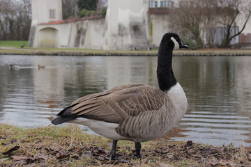 Huge Goose standing near the water in front of castle in Munich, Germany.