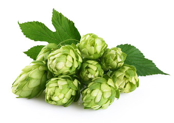 Hops and hop leaves isolated on white background.