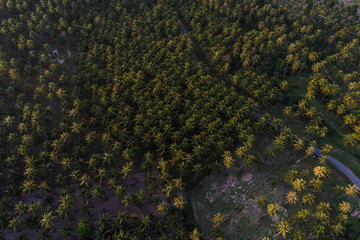 Coconut plantation field aerial view