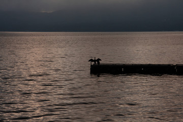 Lake_bird