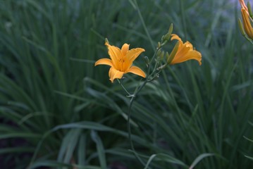 Obraz premium yellow flower on green background