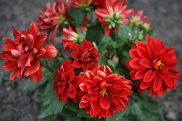 red flowers in garden