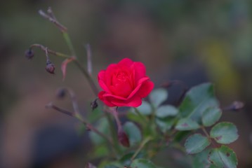 pink rose in the garden