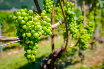 Ripe white grapes at vineyard in Switzerland