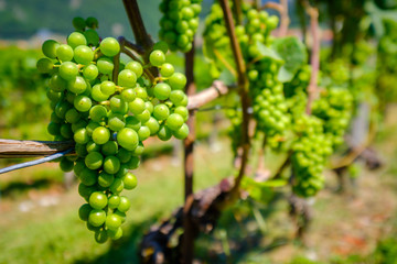Ripe white grapes at vineyard in Switzerland