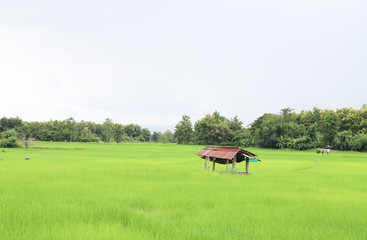 Scenery of a shelter and green organic rice field in rainy day.