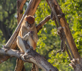 patas monkey is watching fruit in its hands.