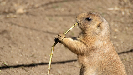 Obraz premium prairie dog eating