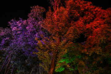 Multicolored trees in the park at night