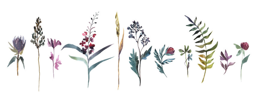 Watercolor illustration. Collection of field flowers. Herbs watercolor set.