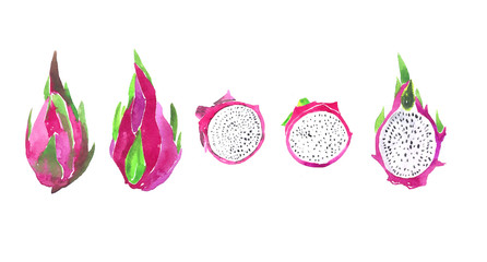 Watercolor illustration. Hand drawn dragon fruit . Objects set.