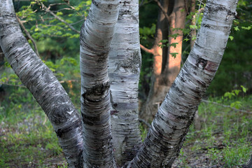 Fototapeta na wymiar multi trunks of birch tree, Sleeping Bear Dunes Natinonal Lakeshore, MI, USA
